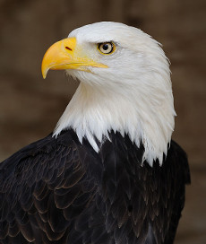 Image of Bald Eagle Chosen As U.S. National Bird Image of Bald Eagle Chosen As U.S. National Bird